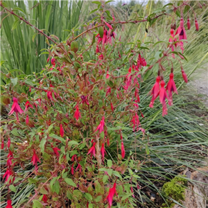 Fuchsia (Hardy) magellanica Ports Famine