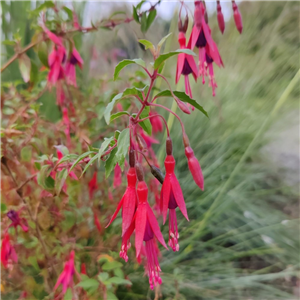 Fuchsia (Hardy) magellanica Ports Famine