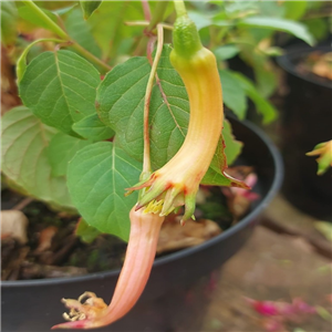 Fuchsia splendens