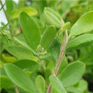 Grevillea miqueliana subsp. moroka