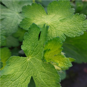 Geranium Golden Gracile