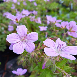 Geranium sylvaticum Master Niall Lawson