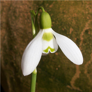 Galanthus elwesii huge bulbs 10 up - 3 per pot