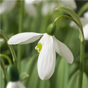 Galanthus elwesii Mount Everest