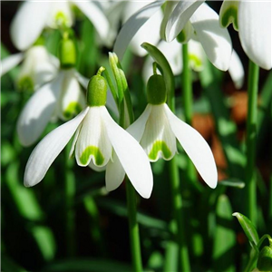 Galanthus nivalis (Snowdrop)