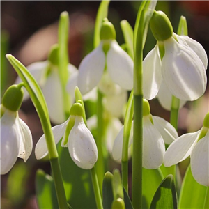 Galanthus plicatus