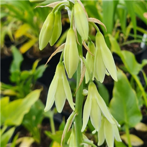 Galtonia candicans Viridiflora