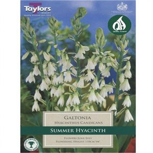 Galtonia (Hyacinthus Candicans) pre pack