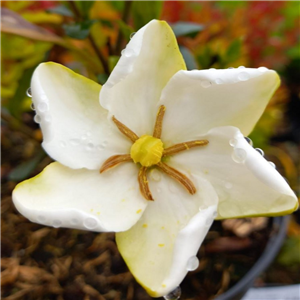 Gardenia jasminoides Kleims Hardy