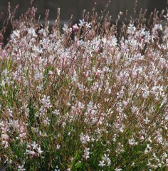 Gaura Sparkle White