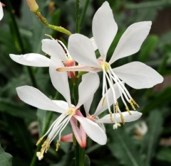 Gaura Sparkle White