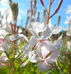 Gaura White Dove