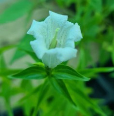 Gentiana asclepiadea Alba