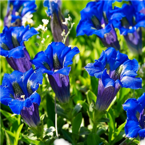 Gentiana scabra Luis Easy Blue