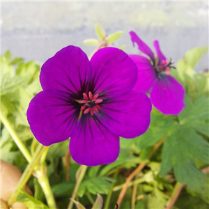 Geranium Anne Thompson