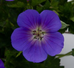 Geranium Bloom Me Away