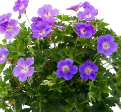 Geranium Bloom Me Away