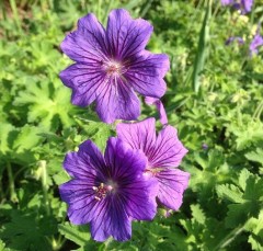 Geranium Blue Blood