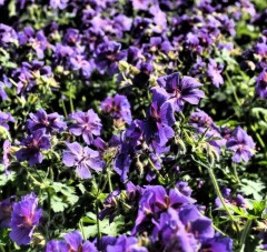 Geranium Blue Blood