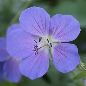 Geranium pratense Blue cloud