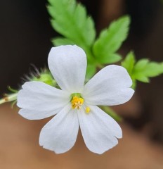 Geranium robertianum Celtic White