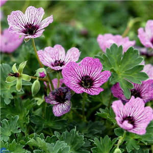 Geranium cinereum Ballerina