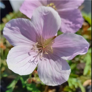 Geranium clarkei Kashmir Pink