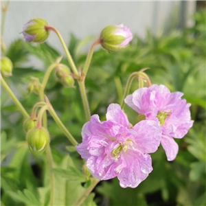 Geranium Cloud Nine