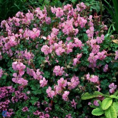 Geranium dalmaticum