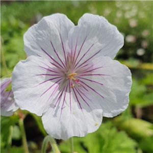 Geranium himalayense Derrick Cook