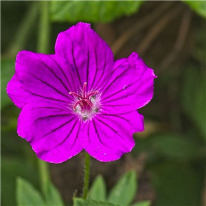 Geranium Dilys