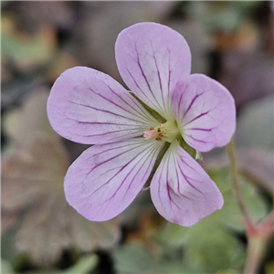 Geranium Dusky Crug