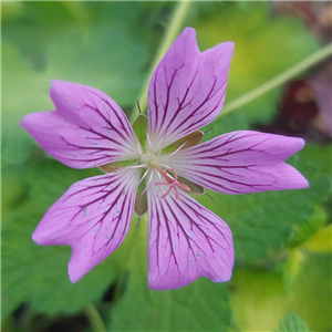 Geranium Golden Gracile