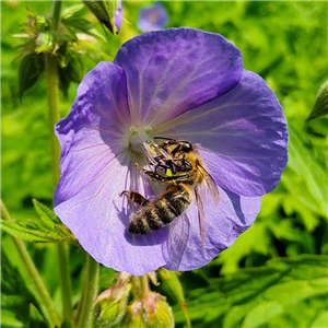 Geranium himalayense