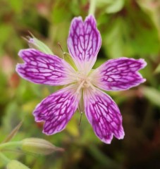 Geranium oxonianum Katherine Adele