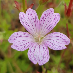 Geranium oxonianum Lace Time