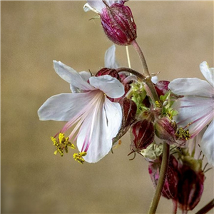 Geranium macrorrhizum Alba