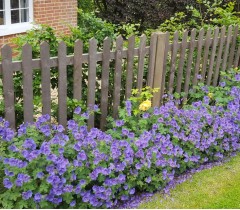 Geranium magnificum