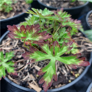 Geranium orientaltibeticum