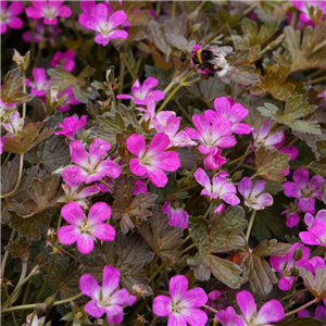 Geranium Orkney Cherry