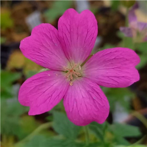 Geranium oxonianum Phoebe Noble