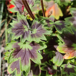 Geranium (Upright) Pelgardini Chocolate