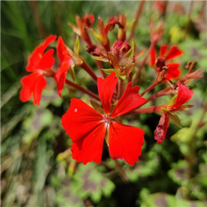 Geranium (Upright) Pelgardini Chocolate