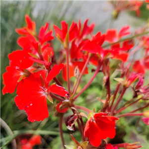 Geranium (Upright) Pelgardini Chocolate