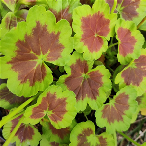 Geranium (Upright) Pelgardini Occold Shield