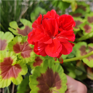 Geranium (Upright) Pelgardini Occold Shield