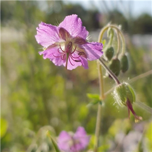 Geranium phaeum Blue Shadow