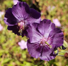 Geranium phaeum Raven