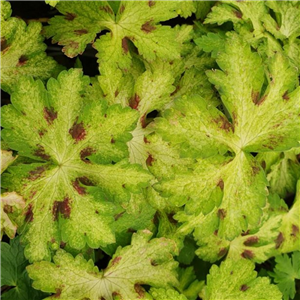 Geranium phaeum Springtime