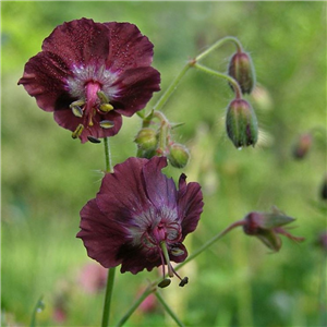 Geranium phaeum